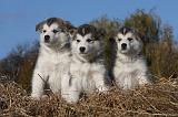 ALASKAN MALAMUTE 438